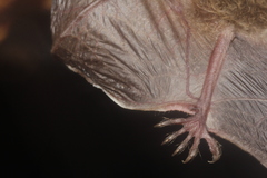 Myotis velifer