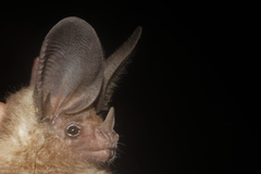 Macrotus waterhousii