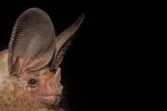 Macrotus waterhousii