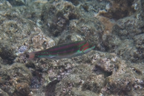 Thalassoma quinquevittatum, 2026-04-18