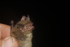 Myotis velifer