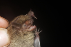 Myotis velifer
