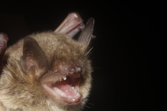 Myotis velifer