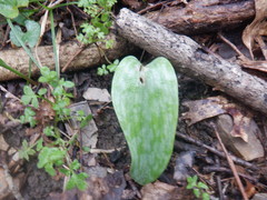 Erythronium albidum