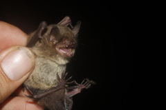Myotis velifer