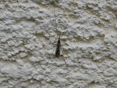 Tipula rufina