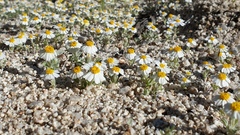 Eriophyllum wallacei rubellum
