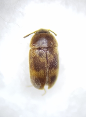 Litargus balteatus