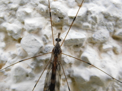Tipula rufina