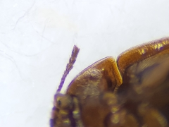Litargus balteatus