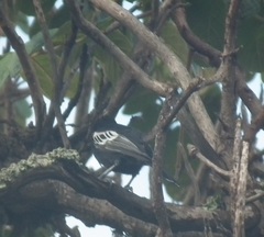 Melaniparus niger niger