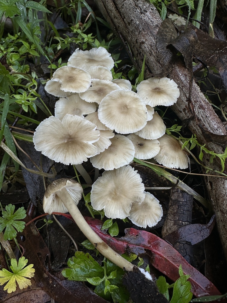 Entoloma stramineopallescens