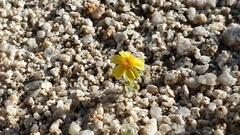 Eriophyllum wallacei rubellum