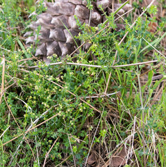Galium porrigens porrigens