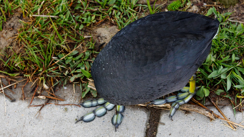 American Coot photographed in Mississippi