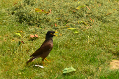 Acridotheres tristis