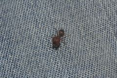 Pheidole obtusospinosa