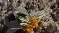 Eriophyllum wallacei rubellum