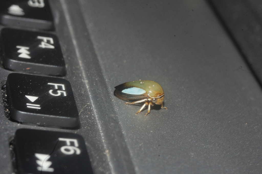 Stictopelta varians