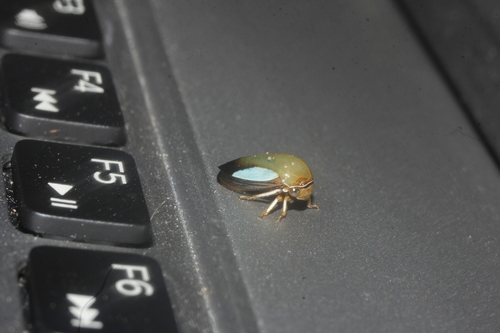 Stictopelta varians