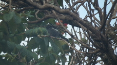 Melaniparus niger niger