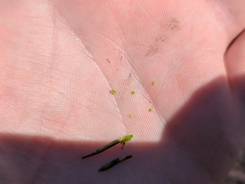 Planodes virginicum, photograph 4
