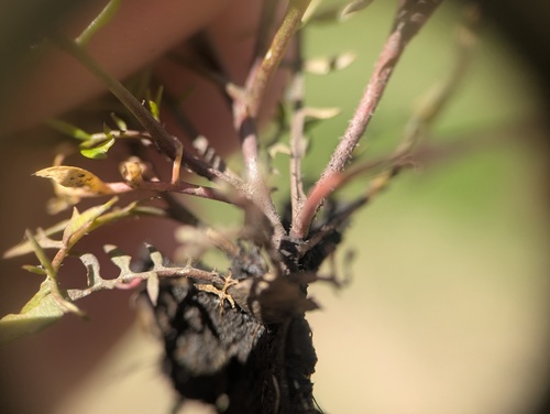 Planodes virginicum, photograph 6