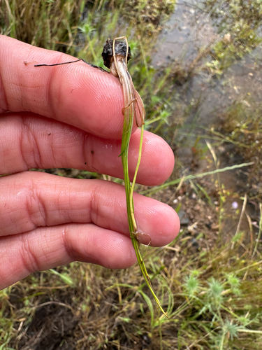 Isoetes howellii observed 2026-04-21