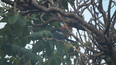 Melaniparus niger niger