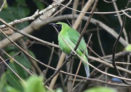 Greater Green Leafbird (Chloropsis sonnerati), photo 10