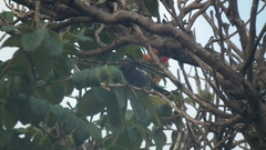 Melaniparus niger niger