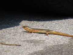 Plestiodon chinensis