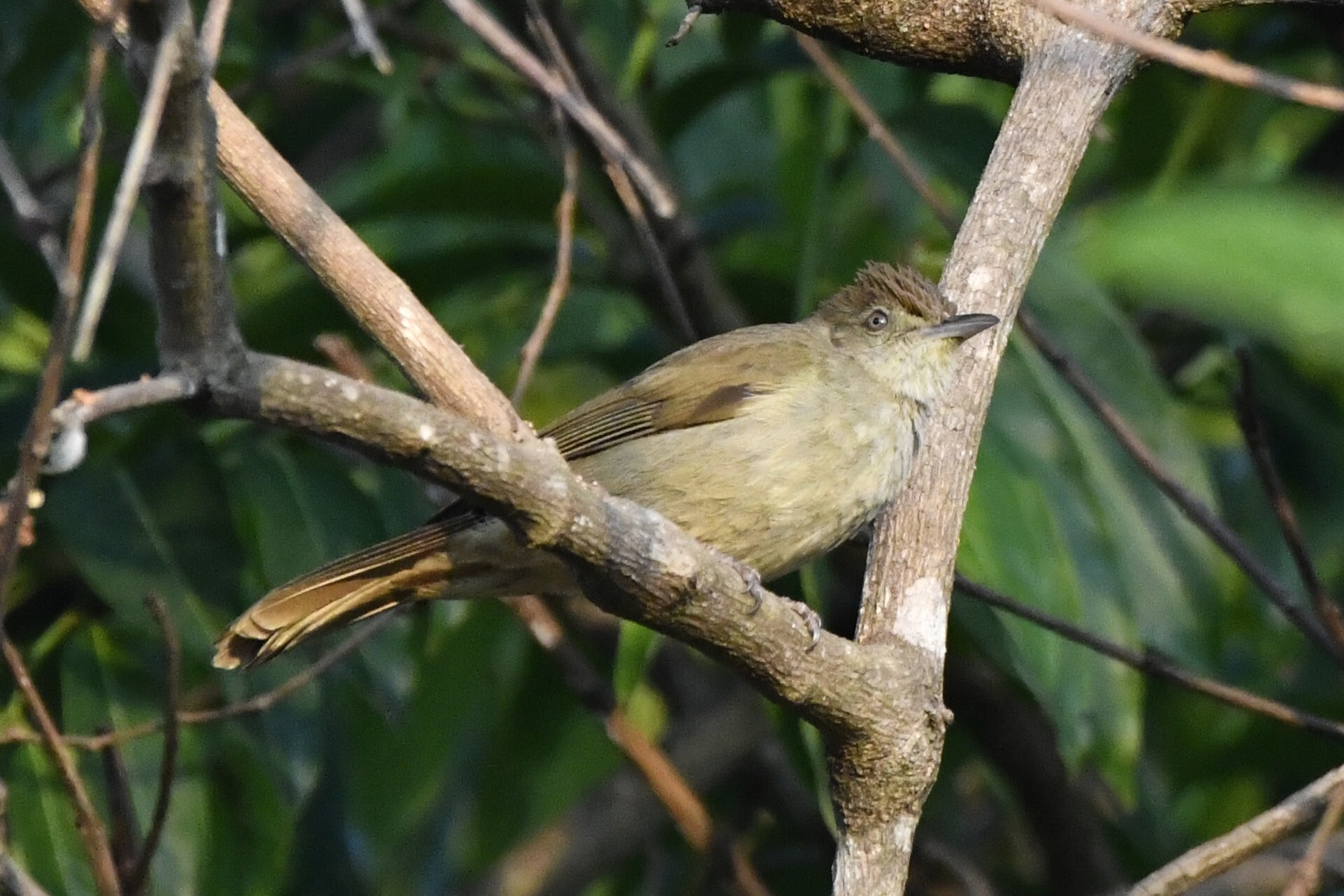 Olive Bulbul (Iole viridescens), photo 1