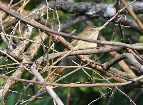 Olive Bulbul (Iole viridescens), photo 8
