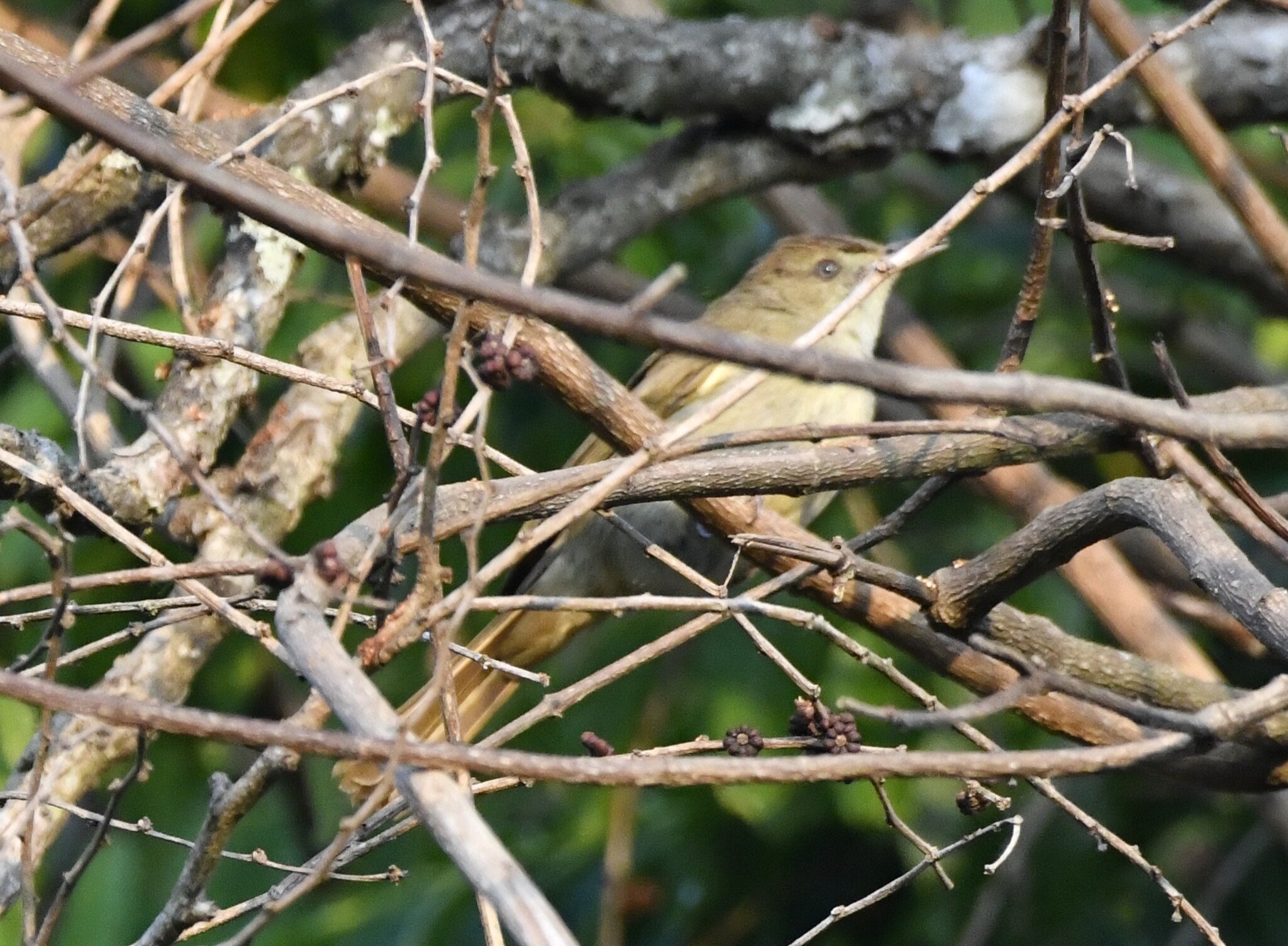 Olive Bulbul (Iole viridescens), photo 4