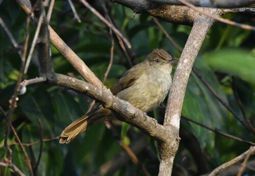 Olive Bulbul (Iole viridescens), photo 2