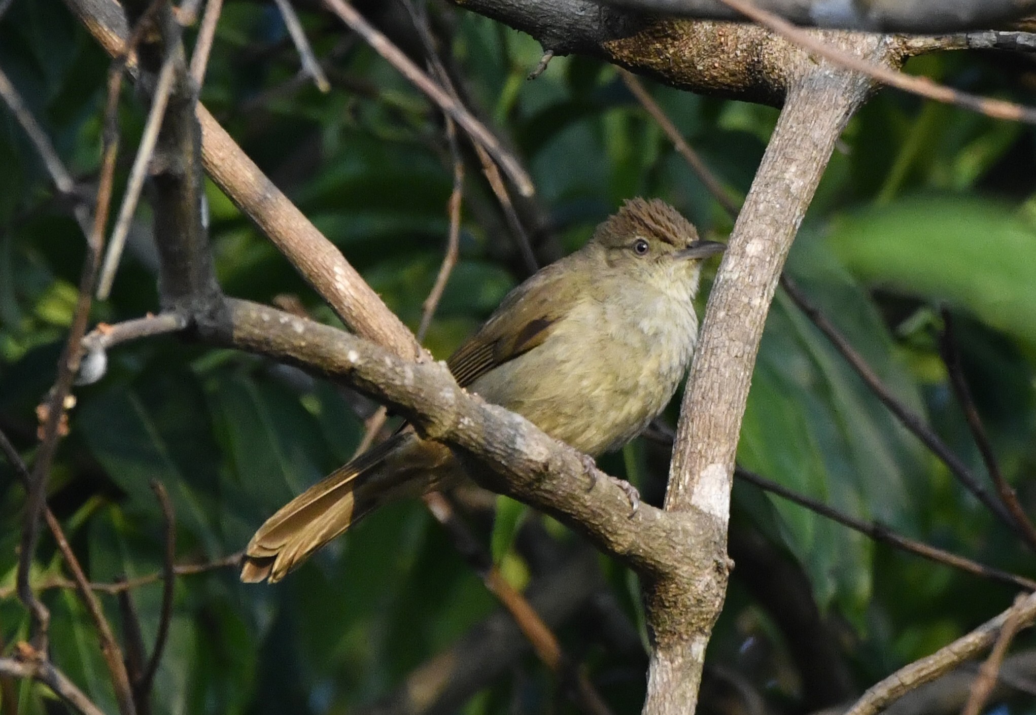 Olive Bulbul (Iole viridescens), photo 2