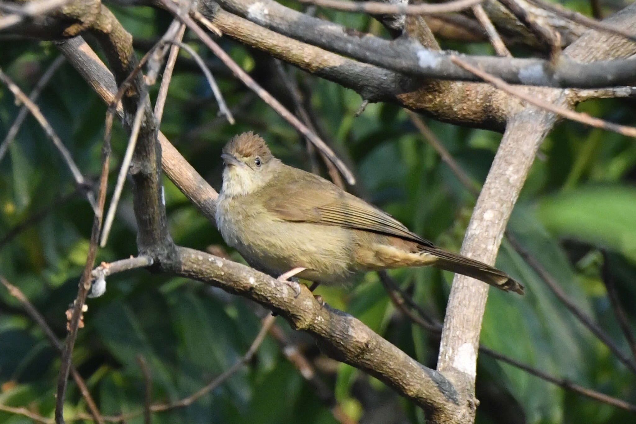 Olive Bulbul (Iole viridescens), photo 3