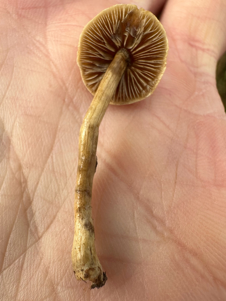 Agrocybe pediades · April 2026 · photo: © kcelshoff (iNaturalist, cc-by)