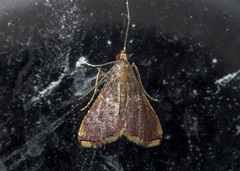 Endotricha mesenterialis