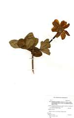 Gardenia ternifolia