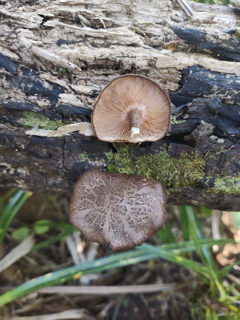 Lentinula novae-zelandiae · April 2026 · photo: © bryanhawke (iNaturalist, cc-by)