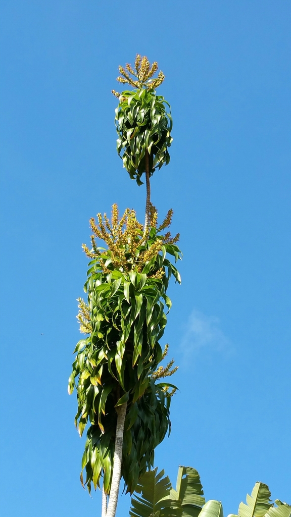 Dracaena fontanesiana