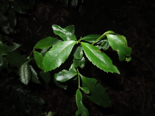 Laureliopsis philippiana, photograph 5