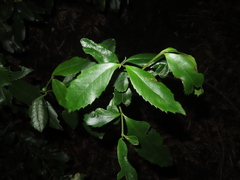 Laureliopsis philippiana, photograph (c) Eric Schmidt, some rights reserved (CC BY)