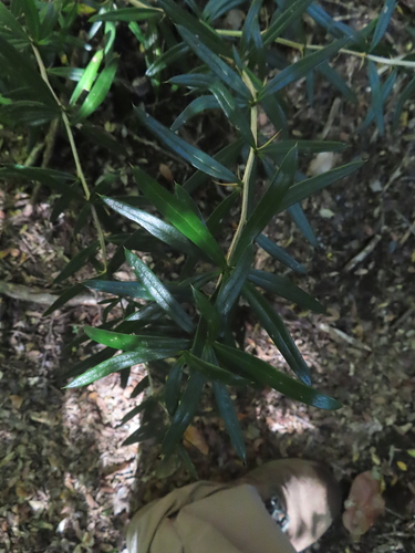 Berberis trigona
