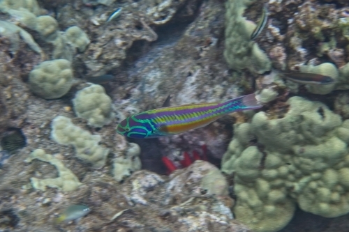 Thalassoma quinquevittatum, 2026-04-18