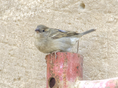 Passer domesticus