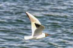 Chroicocephalus ridibundus