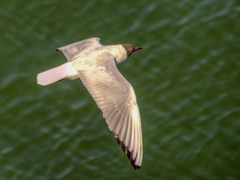 Chroicocephalus ridibundus